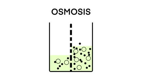 Osmosis, Solvent passing through the semipermeable membrane Stock Footage 270539784