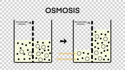 Osmosis, Solvent passing through the semipermeable membrane Stock Illustration