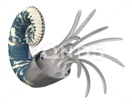 Oso Ammonoids Emericiceras isolated on white background: Royalty Free ...