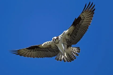 Ospey with wings spread. Stock Photos