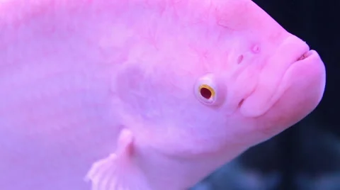 Osphronemus goramy Stock Footage 50366878