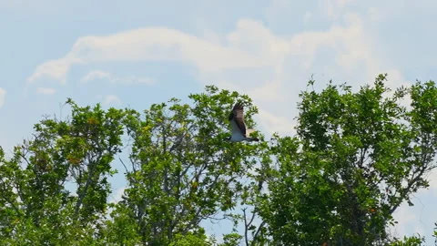 Ospray flaying Slow Motion Stock Footage 273190110