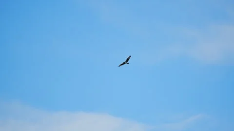 Ospray in Flight  Stock Footage 273188599