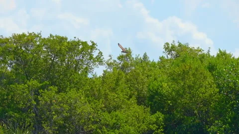 Ospray Flying Stock Footage 273203602