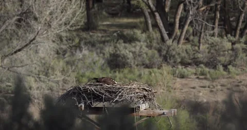 Osprey Actively Moving and Tending Nest in Wider View, Continuous Nest Work Stockbeeldmateriaal 333273336