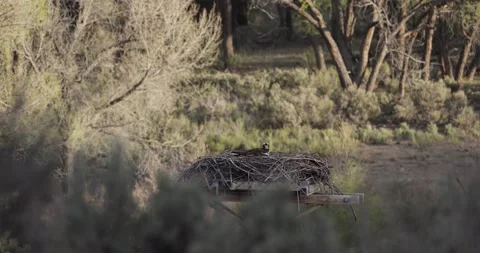 Osprey Actively Scanning Nest in Soft Morning Light, Medium Close Wildlife Shot Stockbeeldmateriaal 333272437