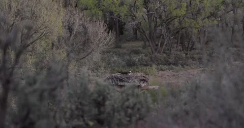 Osprey Actively Tending Nest at First Light with Side-Lit Cottonwoods, Wide Cine Stockbeeldmateriaal 333273074