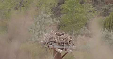 Osprey Alert and Looking Around in Nest, Medium Close-Up, San Juan Osprey Nest S Stockbeeldmateriaal 334136320