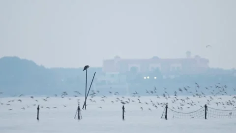 An Osprey and a flock of Dunlins in flight (with auido) Stock Footage 329419145