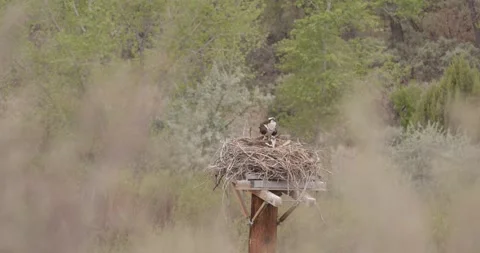 Osprey Arrives and Preens While Mate Incubates, San Juan Osprey Nest Series Stockbeeldmateriaal 334136521