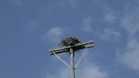 Osprey Arriving at Nest Vidéo 11344953