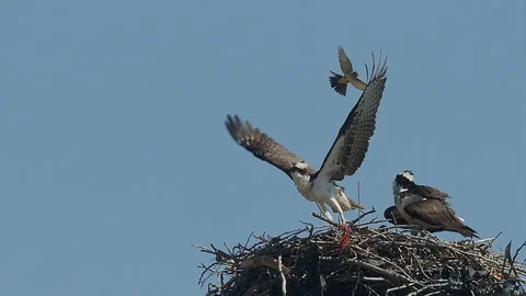 Osprey attacked by Kingbird while one flies off nest, slow motion, 4k Stock Footage 276009091