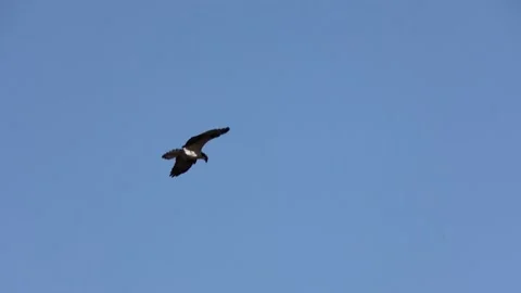 Osprey Attempting To Fish Stock Footage 181675310