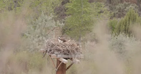 Osprey Bedded Down and Scanning from Nest, Incubation Vigilance, San Juan Osprey Stockbeeldmateriaal 334136581