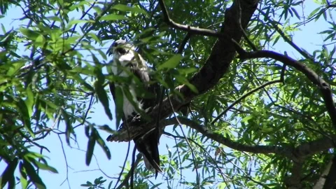 Osprey behind leaves 2 Stock Footage 162410517