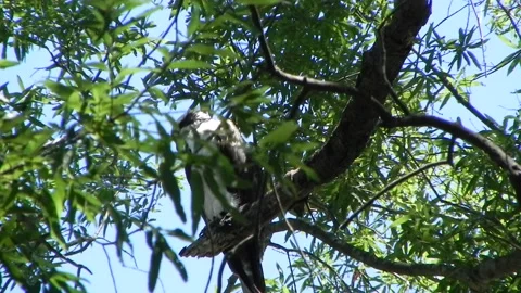 Osprey behind leaves Stock Footage 162402995