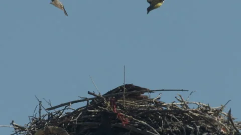 Osprey being driven off by Kingbird, while holding fish, slomo, 4k Stock Footage 245320399