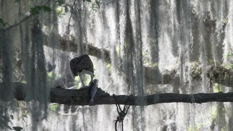 Osprey bird eating a fish on a tree branch at Lake Jesup near Orlando Florida Video stock 127867749
