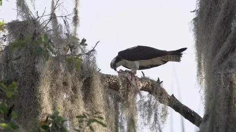 Osprey bird eating a fish on a tree branch at Lake Jesup near Orlando Florida Stock Footage 127940178