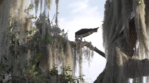 Osprey bird eating a fish on a tree branch at Lake Jesup near Orlando Florida Video stock 127940743