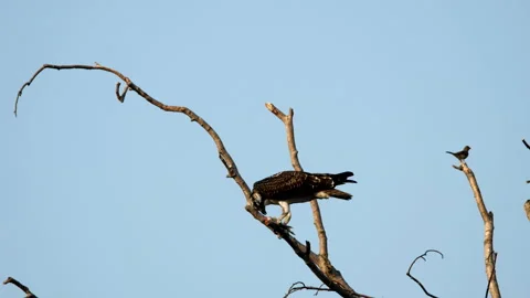 Osprey, Bird, Eating, Seahawk Stock Footage 159573191