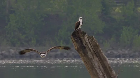 Osprey Bird Flying in Front of another Osprey perched on tree stump on the river Vidéo 107039768