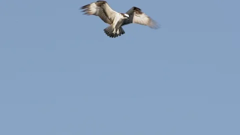 Osprey bird flying hovering in air Stock Footage 127999711