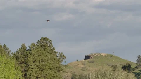 Osprey Bird Flying in Slow Motion in South Dakota Stock Footage 134517098