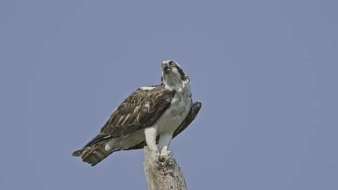 Osprey Bird Looking Up Tripod 4k Stock Footage 204940258
