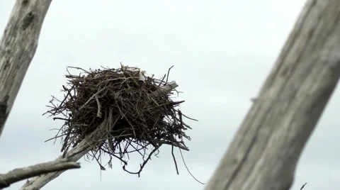 Osprey bird nest in dead tree blows in wind, CLOSE, 4K Stock Footage 48430596