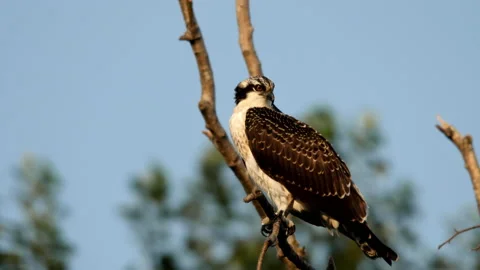 Osprey, Bird, Perched on Branch, Seahawk Stock Footage 159573145
