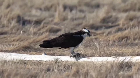 Osprey bird perched on a fallen log in a grassy field Vidéo 334635190
