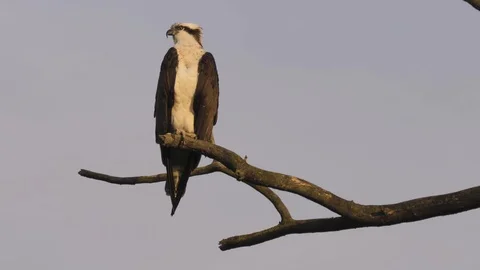 Osprey bird perched high on branch during sunrise close up Stock Footage 107122075