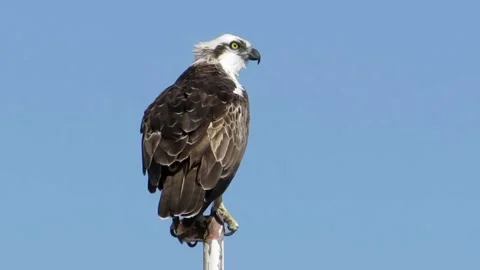 Osprey bird perched on pole Vidéo 346962244