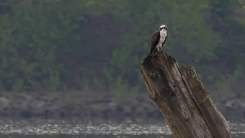 Osprey Bird Perched on Stump on the river Vidéo 107039845