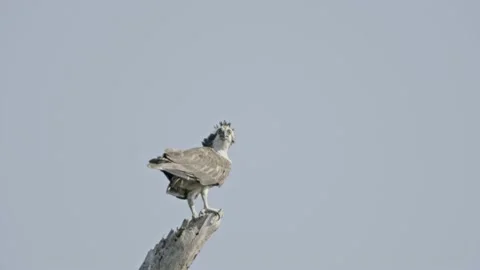 Osprey Bird Perched On Tree Top Real Time 4k Tripod Stock Footage 204940805