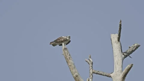 Osprey Bird Perching On Tree Top Tripod Slow Motion 库存影片 204940669