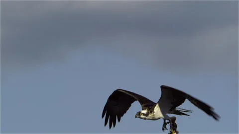 Osprey, Bird, Seahawk In Flight With Fish Stock-Footage 344511823
