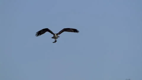 Osprey, Bird, Seahawk In Flight With Fish Stock-Footage 344586724