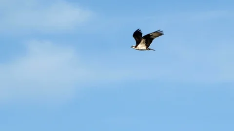 Osprey, Bird, Seahawk In Flight Video stock 108693121