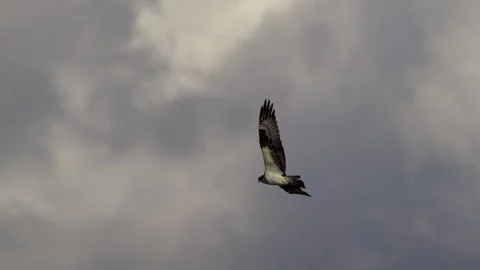 Osprey, Bird, Seahawk In Flight Stock-Footage 344510750