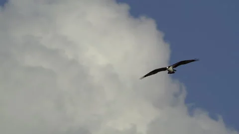 Osprey, Bird, Seahawk In Flight Stock-Footage 344510945