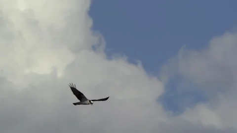 Osprey, Bird, Seahawk In Flight Stock-Footage 344511015