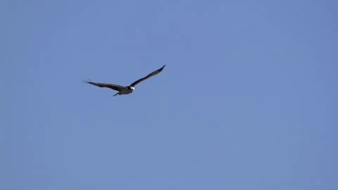 Osprey, Bird, Seahawk In Flight Stock-Footage 344511073