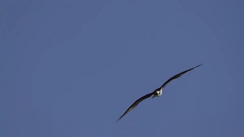 Osprey, Bird, Seahawk In Flight Stock-Footage 344511139