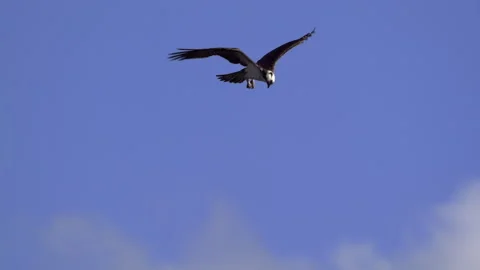 Osprey, Bird, Seahawk In Flight Stock-Footage 344511226