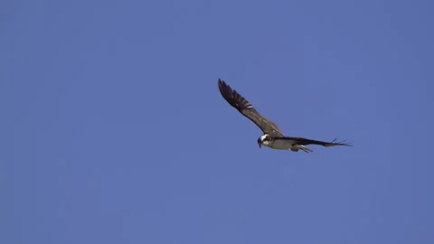 Osprey, Bird, Seahawk In Flight Stock-Footage 344511389
