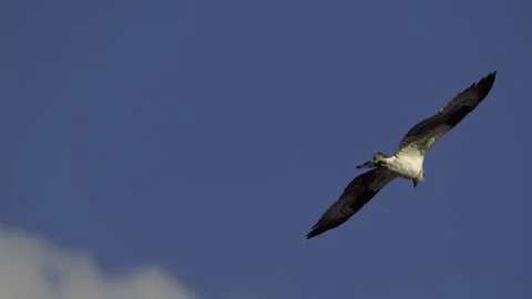 Osprey, Bird, Seahawk In Flight Stock-Footage 344511479