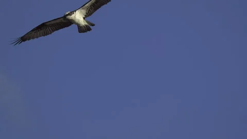 Osprey, Bird, Seahawk In Flight Stock-Footage 344511554