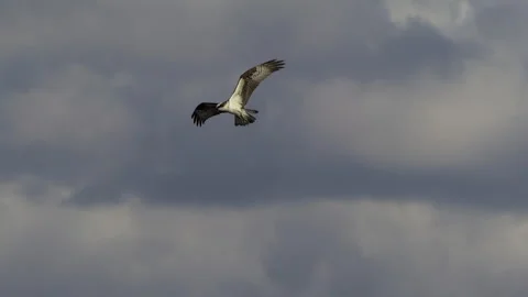 Osprey, Bird, Seahawk In Flight Stock-Footage 344511673